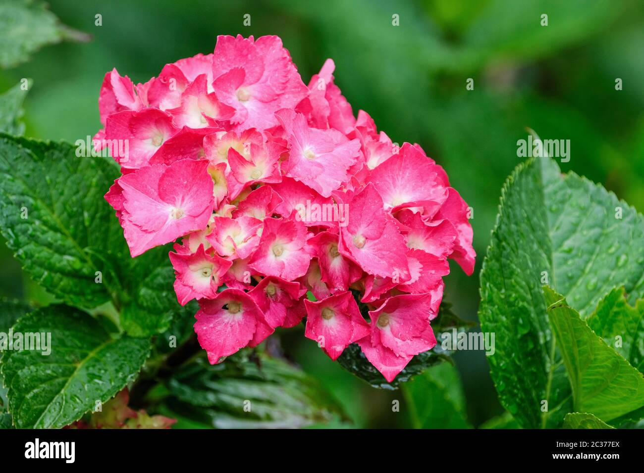 Rosa Blüten der Hydrangea macrophylla 'Midnight Blue' - mit rosa/roten Blattlacken, die auf alkalischem Boden wachsen Stockfoto