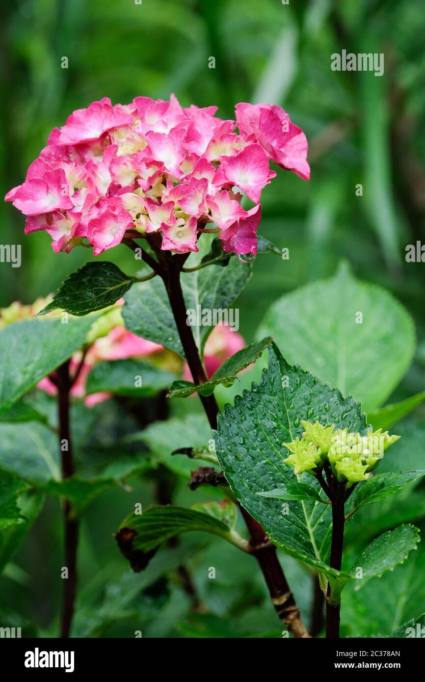 Rosa Blüten der Hydrangea macrophylla 'Midnight Blue' - mit rosa/roten Blattlacken, die auf alkalischem Boden wachsen Stockfoto