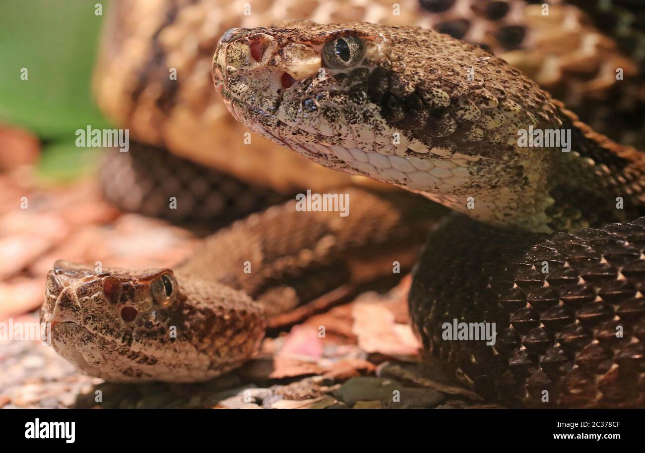 Zwei Waldrasseln Crotalus horridus Stockfoto