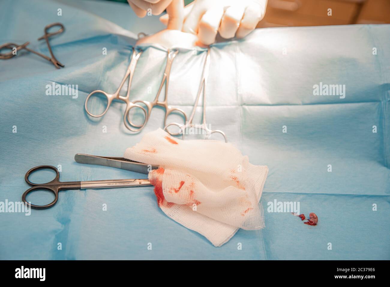 Nahaufnahme von Händen und chirurgischen Instrumenten während der Bauchoperation in der Tierklinik. Stockfoto