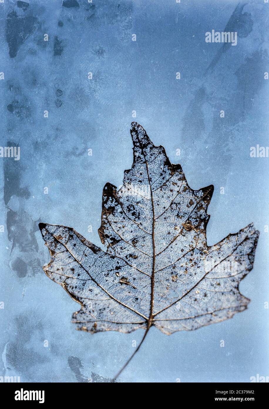 Verfallenes Blatt gegen Licht gesehen. Stockfoto