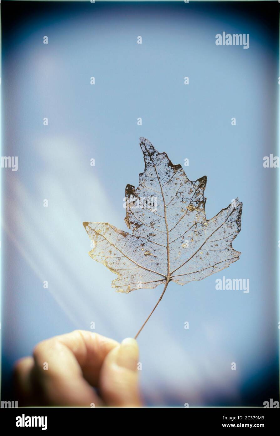 Weibliche Hand hält verfallener Blatt gegen Licht. Stockfoto