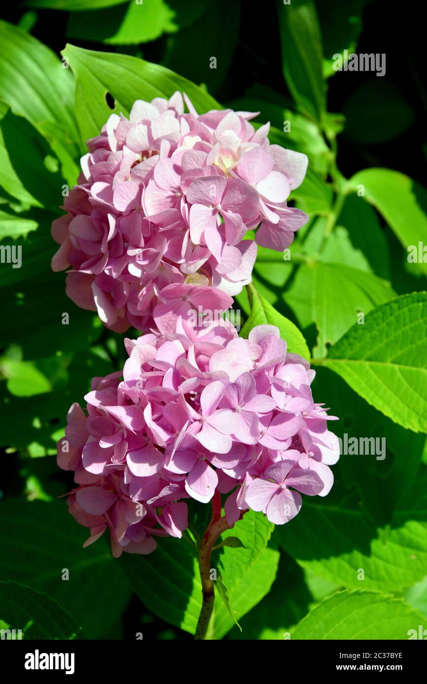 große blatthortensie, französische Hortensie, Lacecap Hortensie, Mophead Hortensie, Penny mac, Gartenhortensie, Hortensie macrophylla, Kerti hortenzia Stockfoto