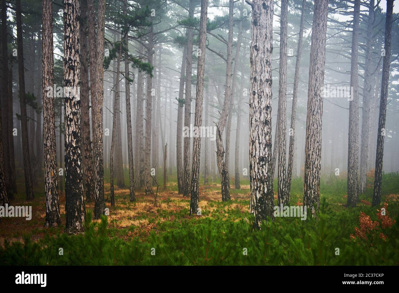 Mysterium nebligen Wald mit grünen Pinien Stockfoto