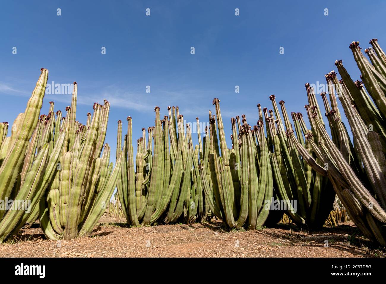 Feld Von Kakteen Stockfotos und bilder Kaufen Alamy