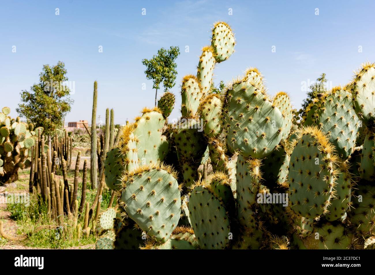 Garten Kakteen Stockfotos und bilder Kaufen Alamy