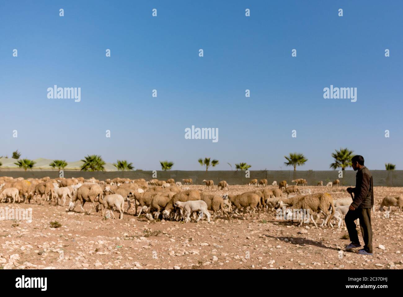 Marokko, Nordafrika, Feb 2019: Mann Schäferhund mit Herde von Schafen in kleinen marokkanischen Bauernhof Feld in trockenem Klima. Schafe weiden an Land. Ländliche Landschaft Stockfoto