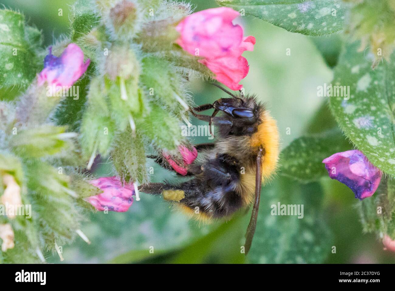 Biene Stockfoto