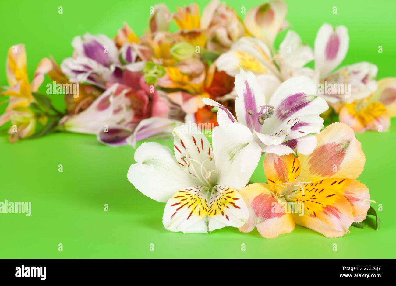 Blumen sind schön leuchtend grünem Hintergrund in den alstroemeria Stockfoto