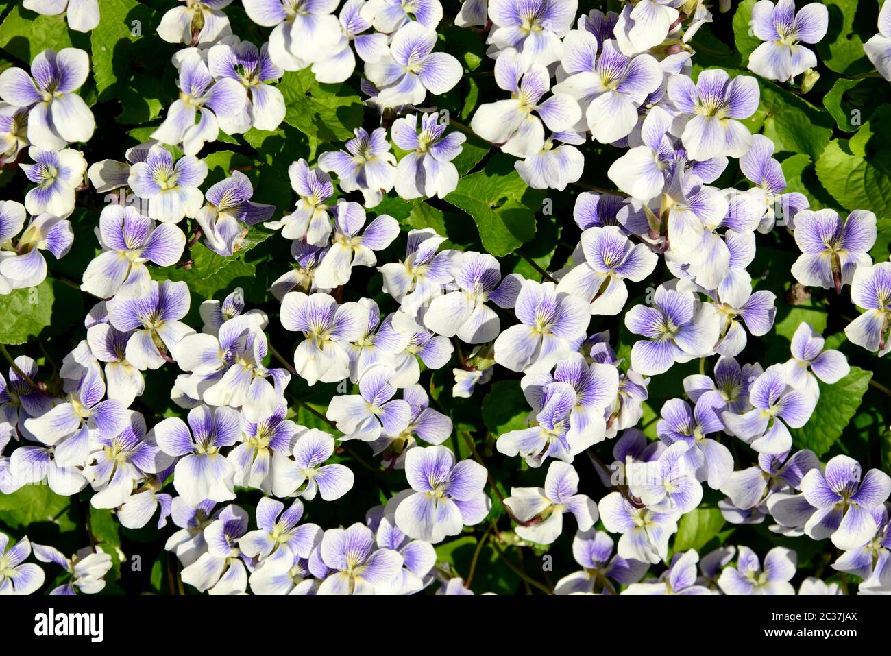 Gemein blaues Violett, gemein Wiesenviolett, lila Violett, wollblaues Violett, Kapuzenviolett, Viola sororia, amerikai ibolya Stockfoto
