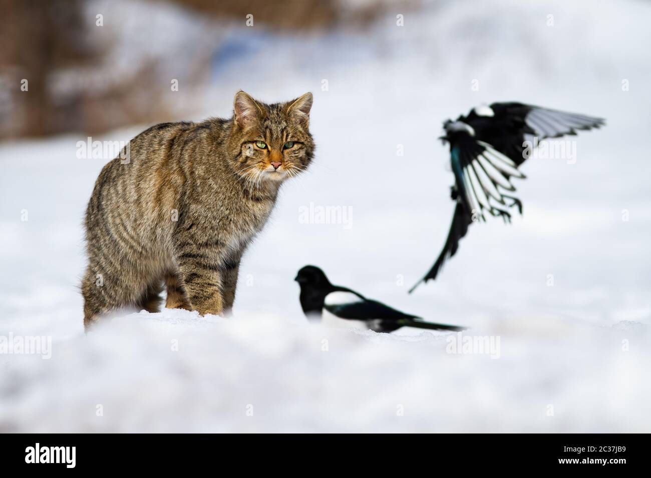 Wütende europäische Wildkatze, Felis silvestris, die im Winter zwei Elstern auf Schnee ansieht. Predator auf der Jagd in der Wildnis. Wilde Tiere in kalter Umgebung. Stockfoto