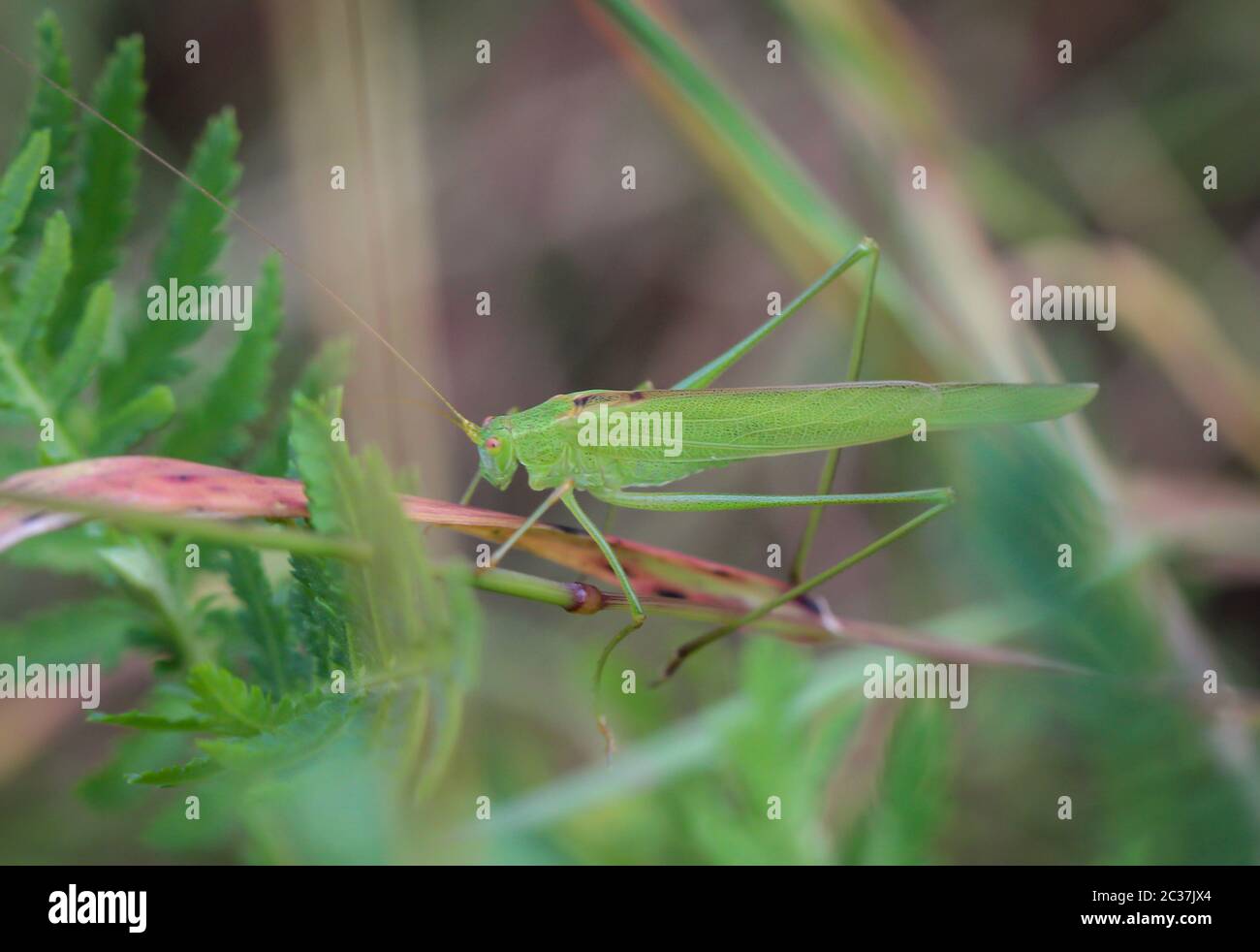 Eine Heuschrecke sitzt getarnt im Gras einer Wiese Stockfoto