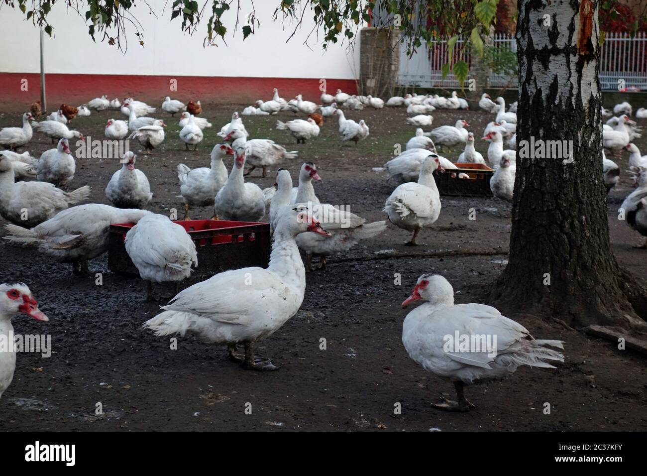 Gänse Stockfoto