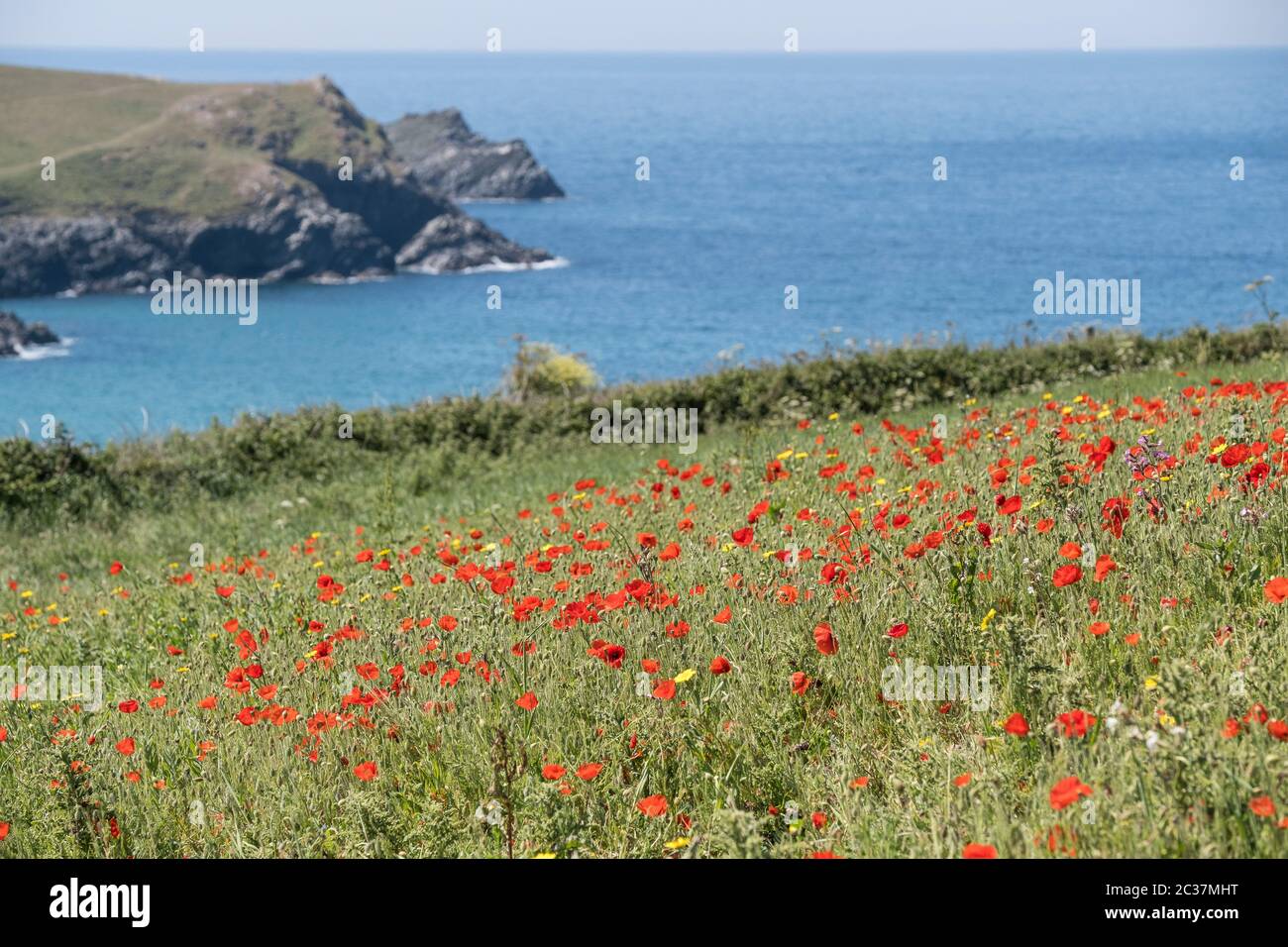 Der spektakuläre Anblick eines Feldes von Mohnblumen Papaver Rhoeas wächst als Teil des Ackers Fields Project auf Pentire Point West in Newquay in Cor Stockfoto