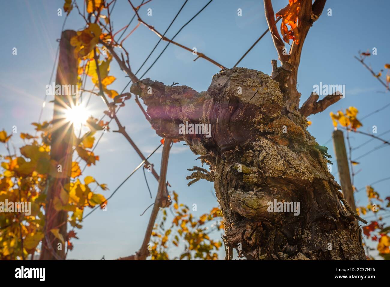 Alte verwitterte Traube im Herbst in einem Weinberg mit Sonnenstrahlen im Rücken beleuchtet Stockfoto