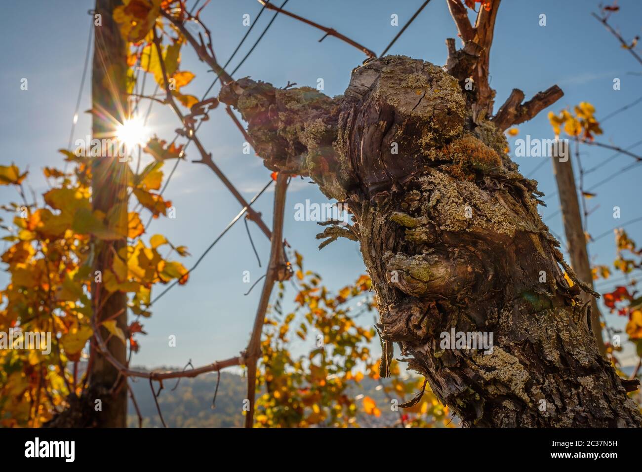 Knorrige Traube mit Weinblättern im Herbst Weinberg mit Sonnenstrahlen Stockfoto