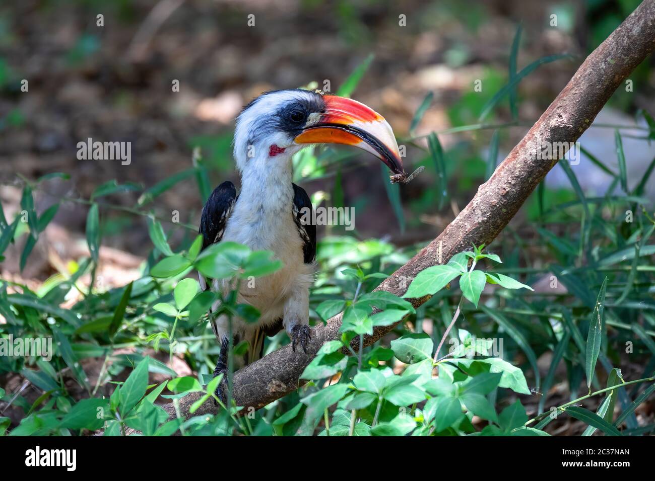 Vogel von der Decken's Hornbill am Boden. Tockus deckeni, Lake Chamo, Arba Minch, Äthiopien Tierwelt Stockfoto