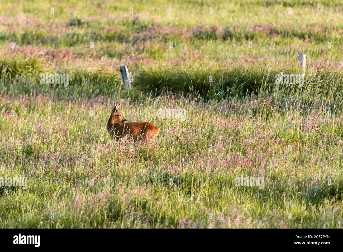 Roebuck beim Essen auf einer Wiese Stockfoto