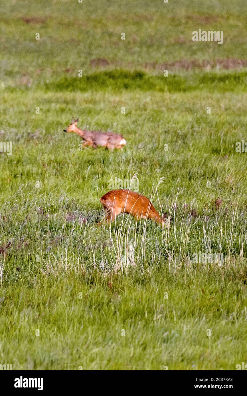 Rotwild in einer Wiese Stockfoto