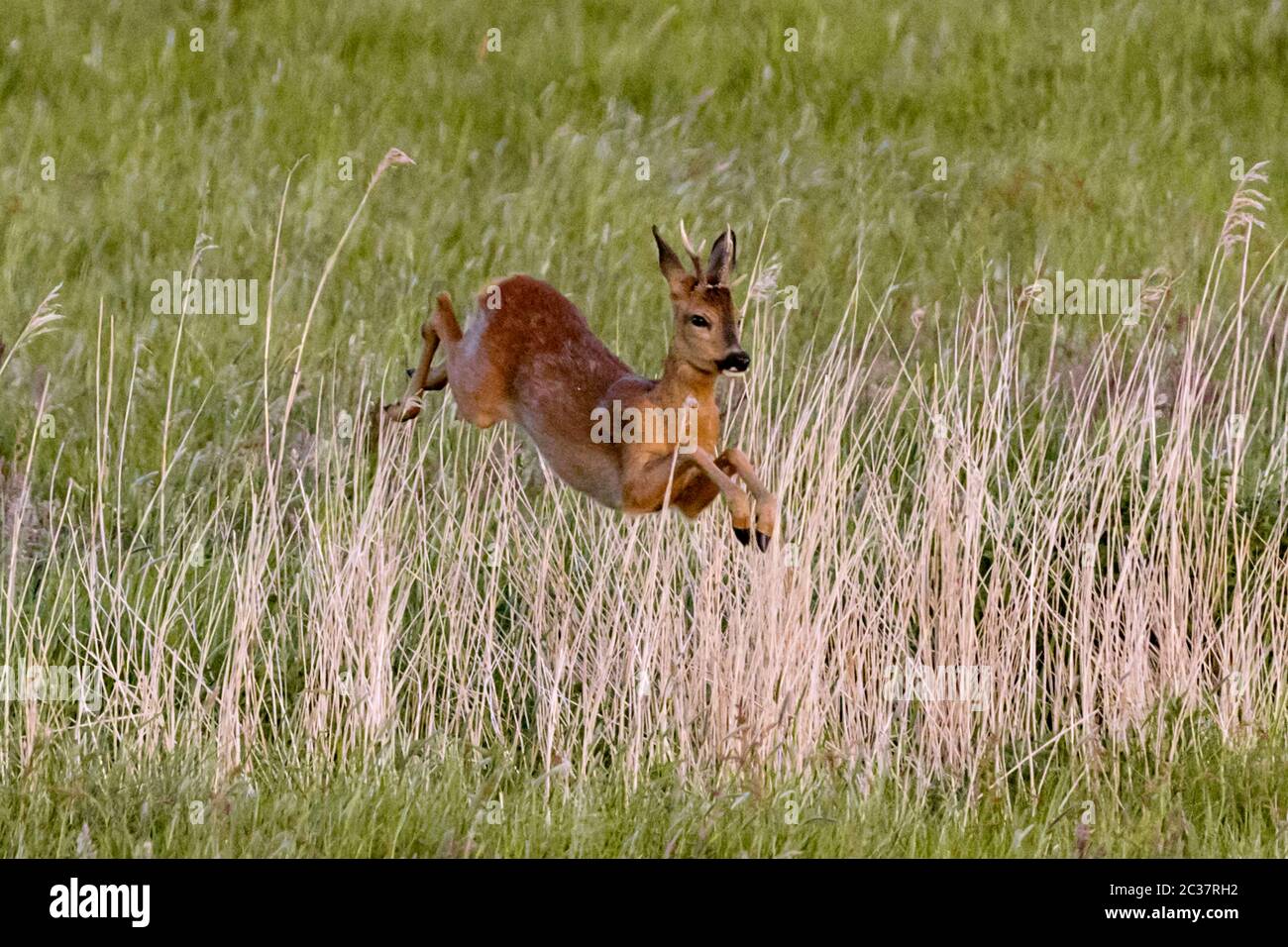 Roebuck-Springen Stockfoto