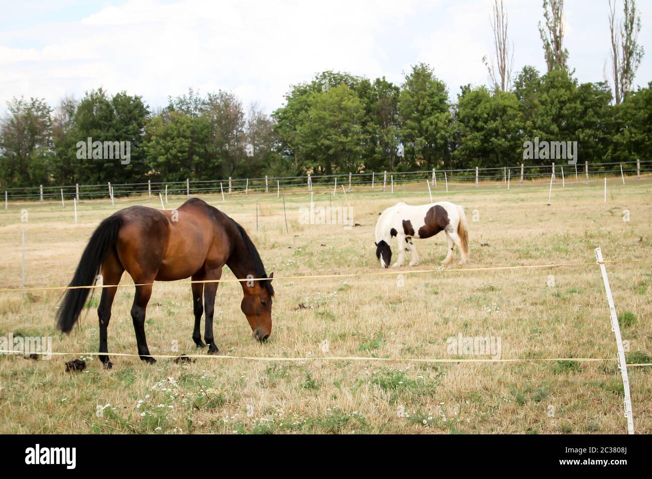 Pferd, Pferde, Hengst auf einer Weide, Weide beim Weiden Stockfoto