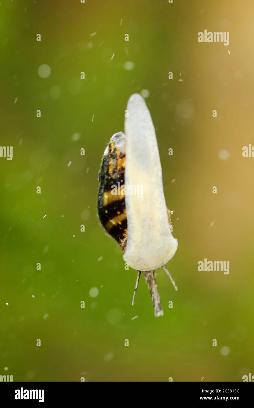 Eine Clea helena auf einem Aquarienglas, Raubschnecke Stockfoto