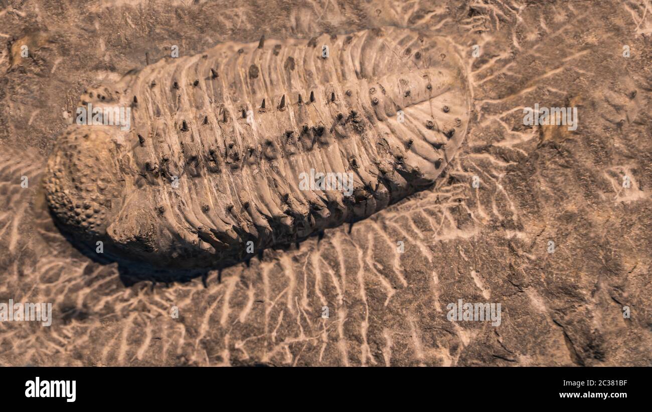 Der Abdruck der Trilobiten in einem Stein. 500 Millionen Jahre alter