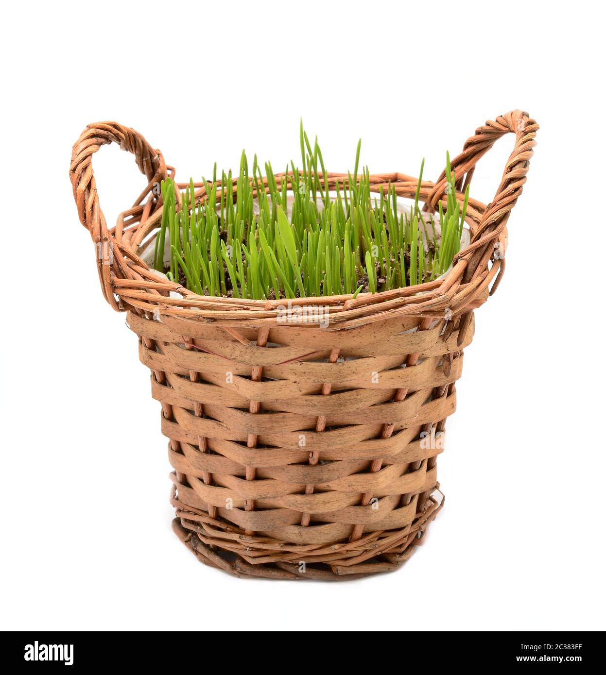 Traditionelle Osterdekoration im Frühling. Weizengras wächst in Weidenkorb auf weißem Hintergrund. Stockfoto