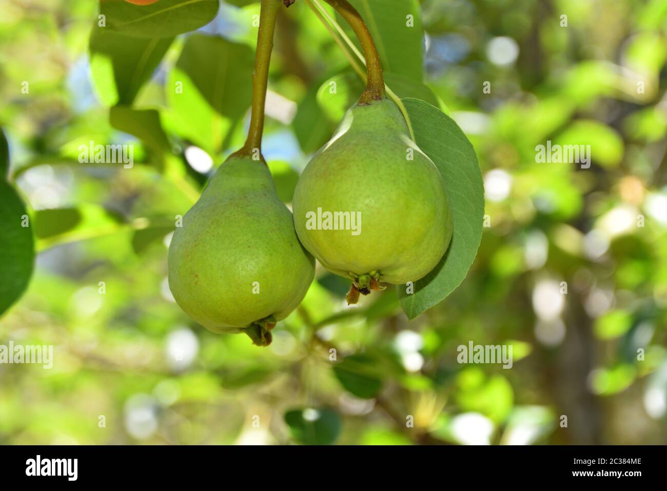 Zwei Birnen wachsen auf einem Birnenbaum Stockfoto