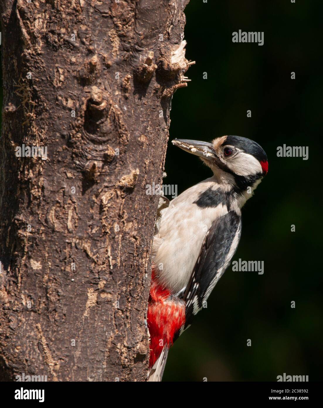 Erwachsene männlich große gepunktete Specht auf hausgemachte Suet log Stockfoto