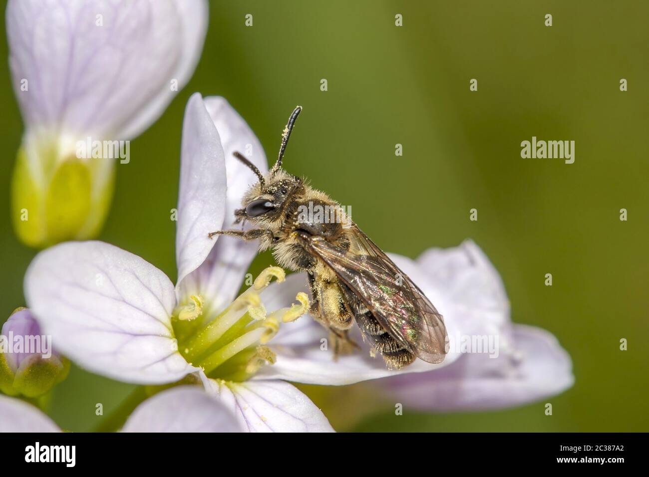 Wilde Biene Stockfoto