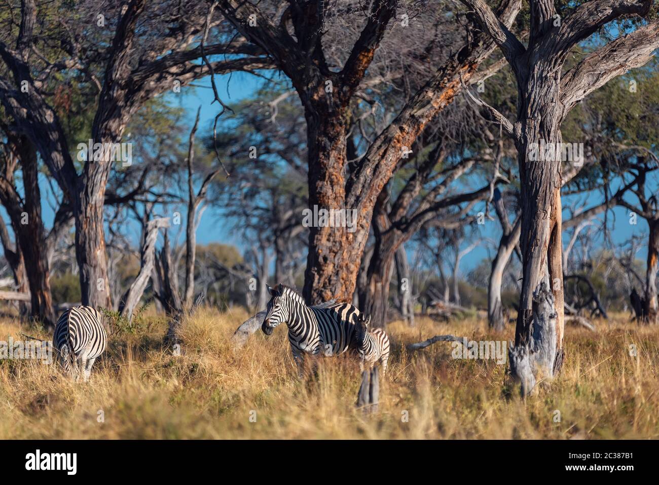 Schöne abgestreift Zebra Kopf im afrikanischen Busch. Moremi Game Reserve, Botswana Safari Wildlife. Wildes Tier in der Natur Lebensraum. Afrika. Stockfoto