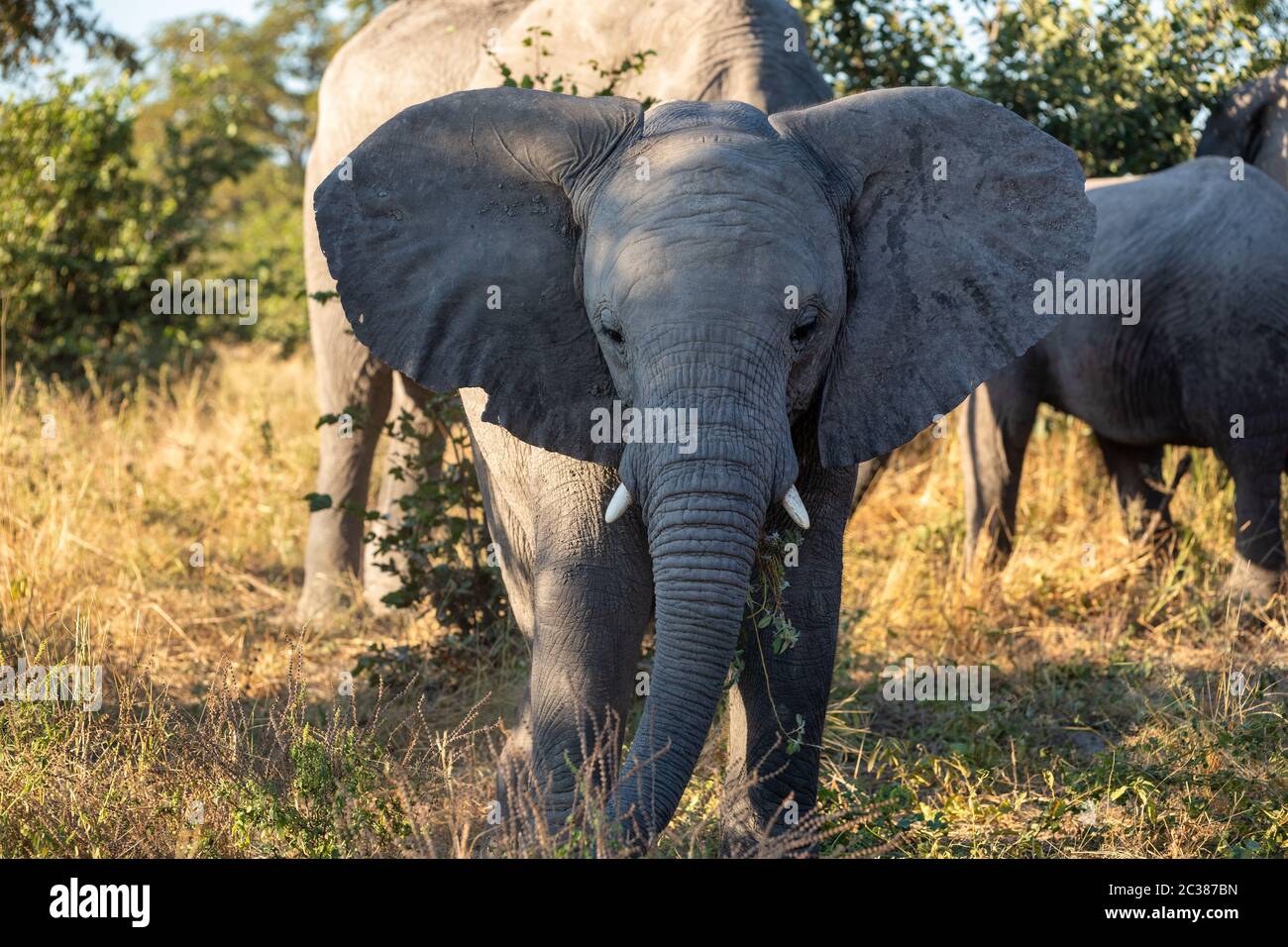 Cute Baby von afrikanischen Elefanten füttern auf Gras im natürlichen Lebensraum im Moremi Game Reserve, Botswana Afrika Safari Wildlife Stockfoto