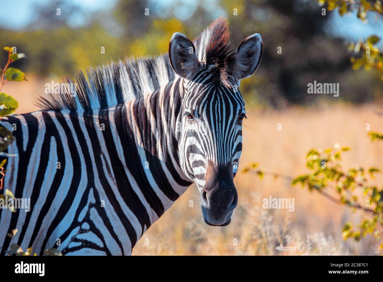 Zebras im afrikanischen Busch. National Park Okavango, Botswana, Afrika Safari Wildlife und Wildnis Stockfoto
