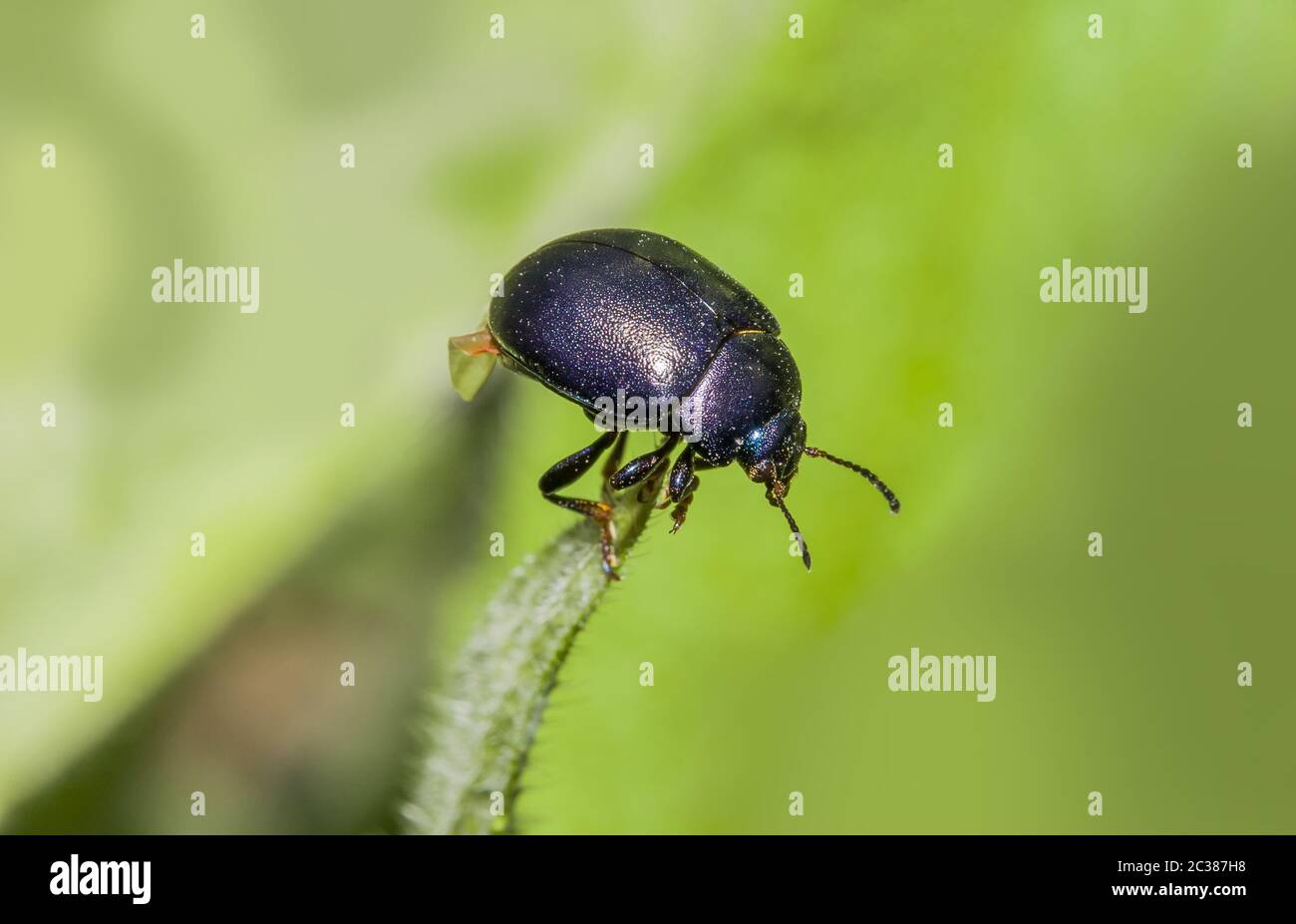 Kleiner Blutsnasen-Käfer 'Timarcha goettingensis' Stockfoto