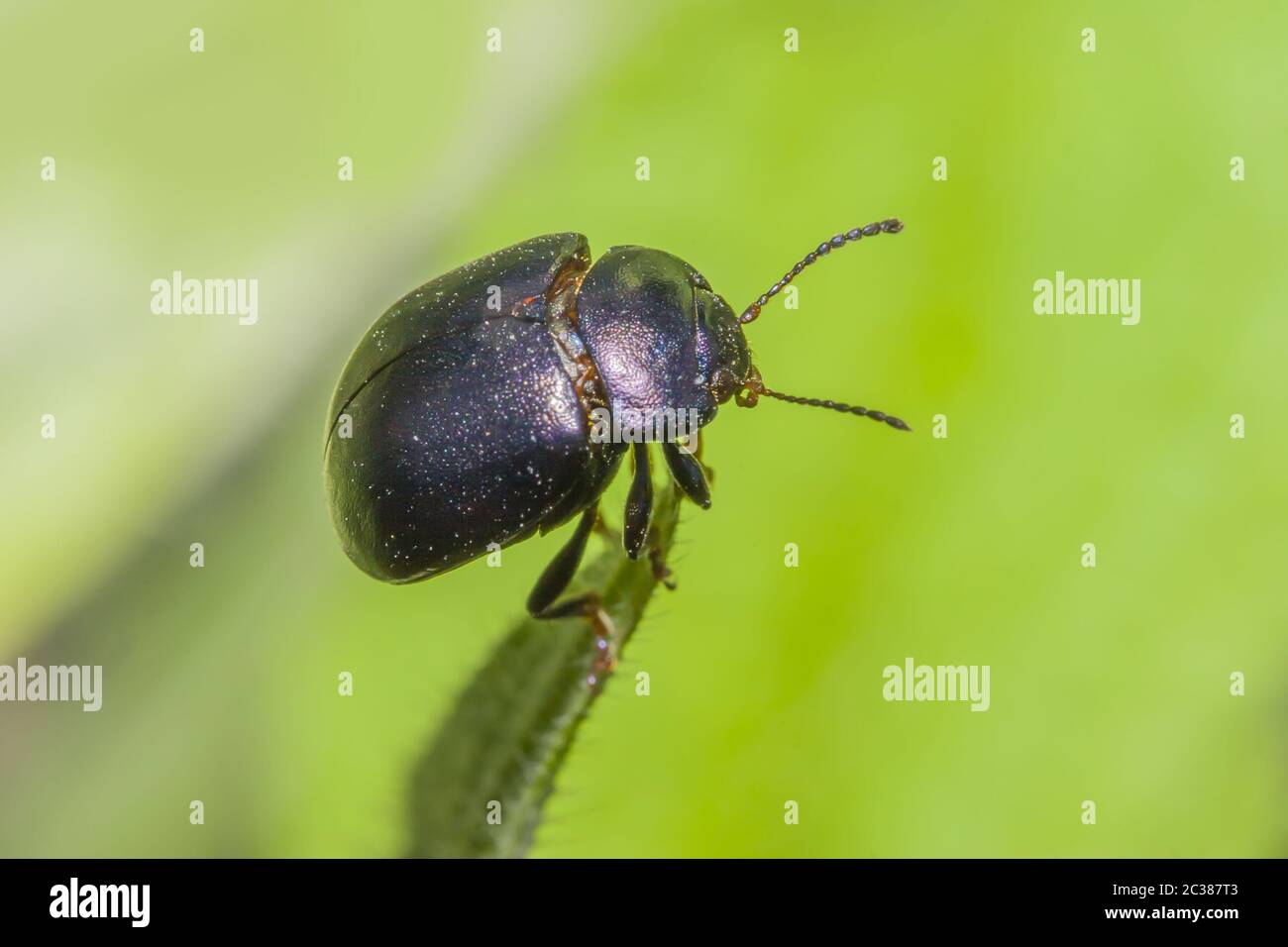 Kleiner Blutsnasen-Käfer 'Timarcha goettingensis' Stockfoto
