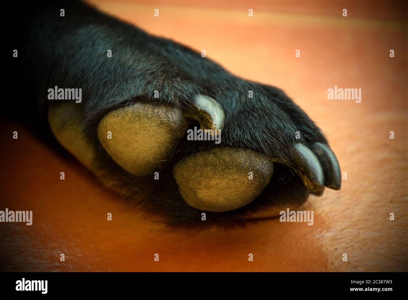 Die Pfote eines schwarzen Labradors auf Fliesen Stockfoto