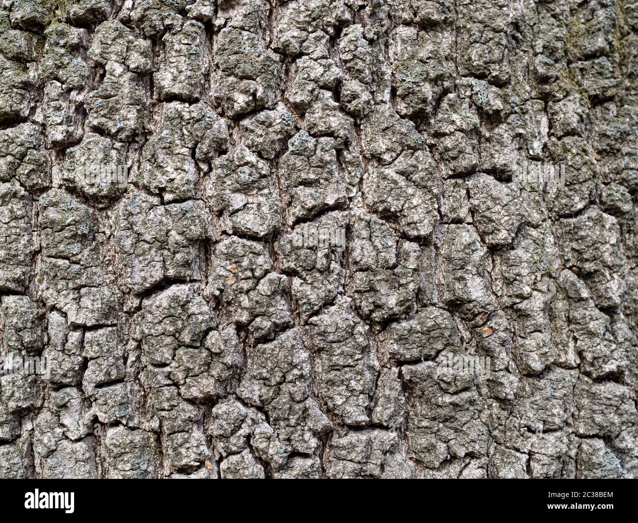 Echte Eichenrinde Nahaufnahme Hintergrundstruktur Stockfoto