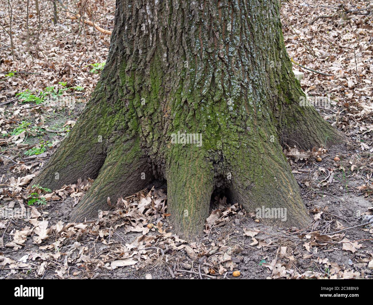 Der untere Teil des Eichenstammes im Wald. Stockfoto