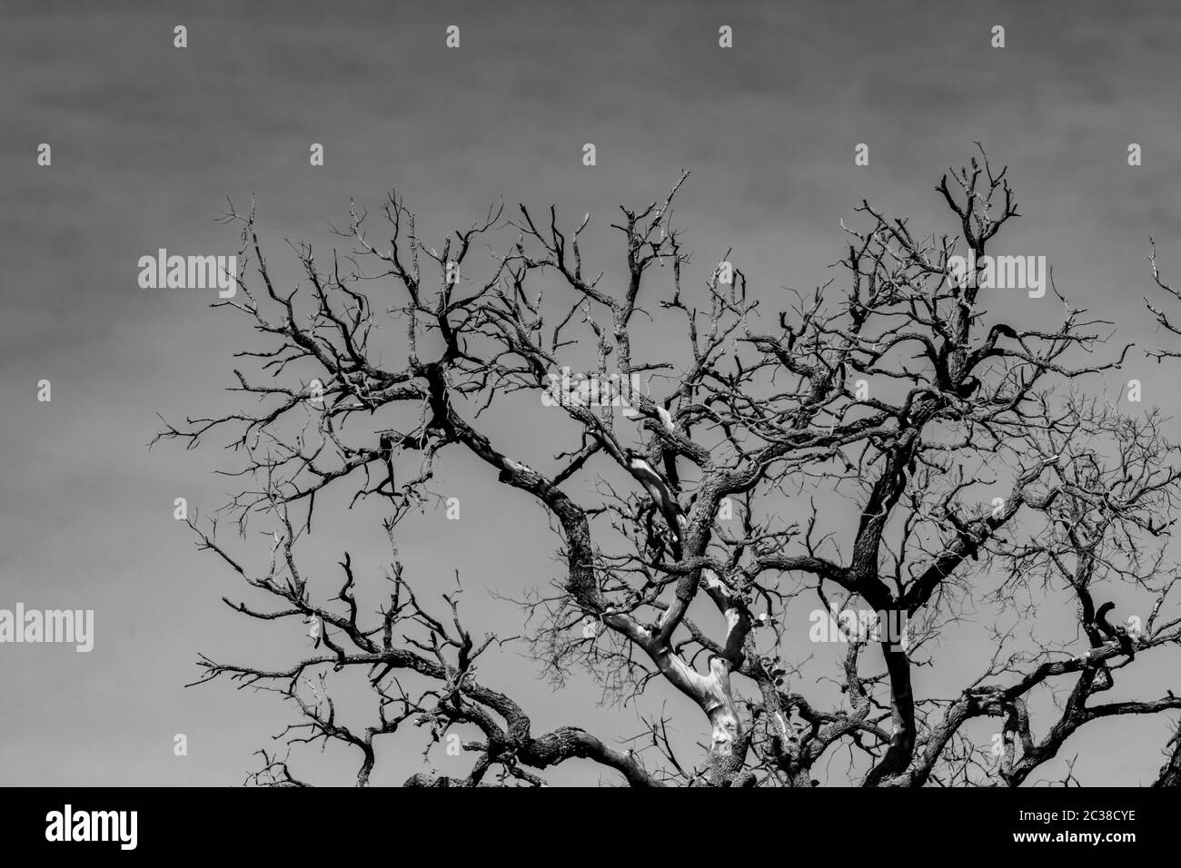 Kunstbild toter Baum mit Ästen. Tod, traurig, klagen, hoffnungslos und verzweifelter Hintergrund. Dürre der Welt aus der Erderwärmung Krise. Nat Stockfoto