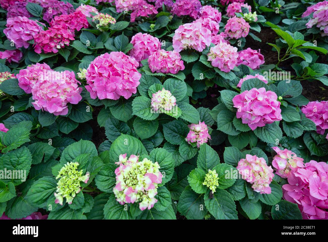 Nahaufnahme rosa Hortensia Blume im Garten. Grünes Botanisches Hintergrundwissen Stockfoto