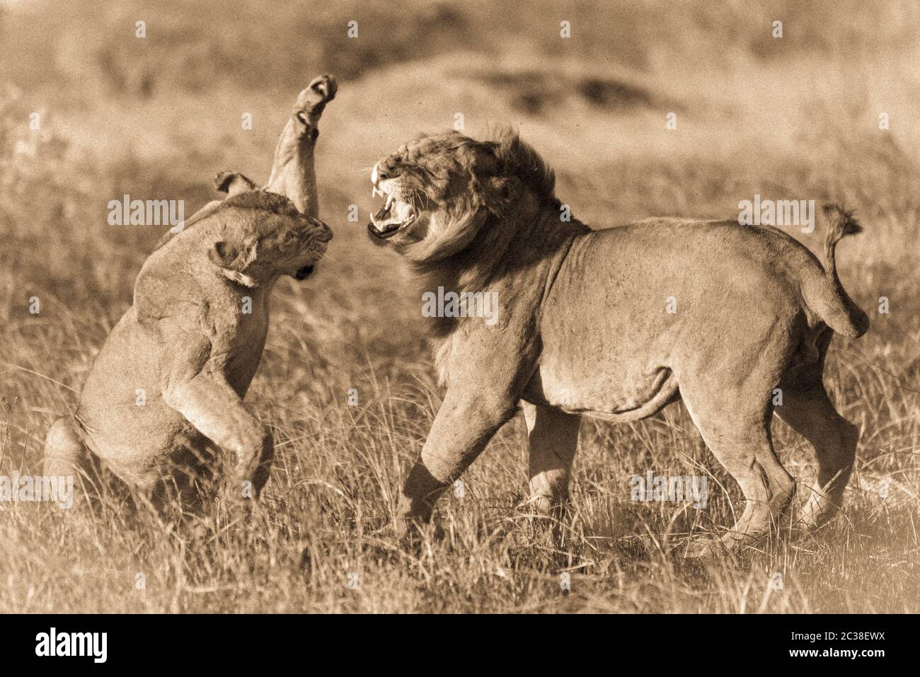 Sepia Löwin, um nach der Paarung männlich zu schlappen Stockfoto