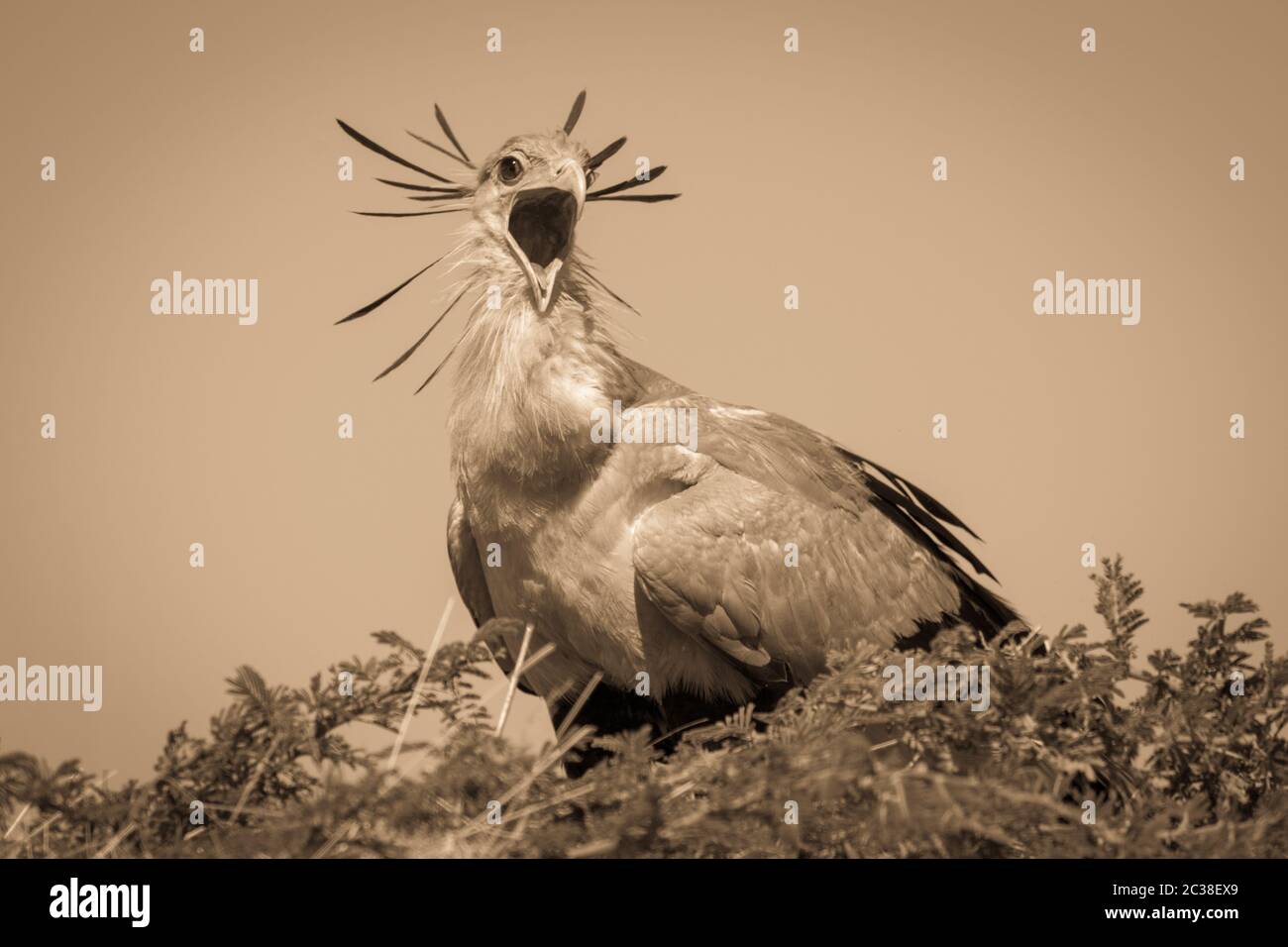Sepia Sekretärsvogel im Baum öffnet Mund Stockfoto