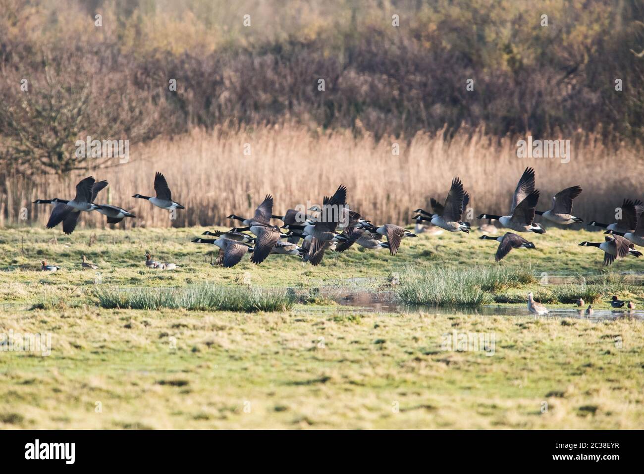 Wenige Kanadagans im Flug in der Umgebung. Ihr lateinischer Name ist Branta canadensis. Stockfoto