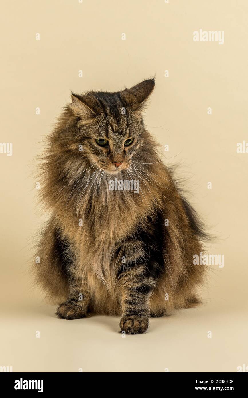 Norwegische Waldkatze (Felis silberris catus), Tierportrait, Kater, sitzend, 7 Jahre, Farbe Black Tabby Classic Stockfoto