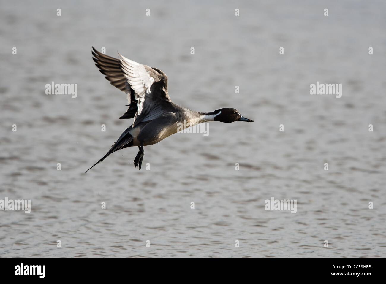 Männchen der Nordpanzerbahn im Flug. Sein lateinischer Name ist Anas acuta. Stockfoto