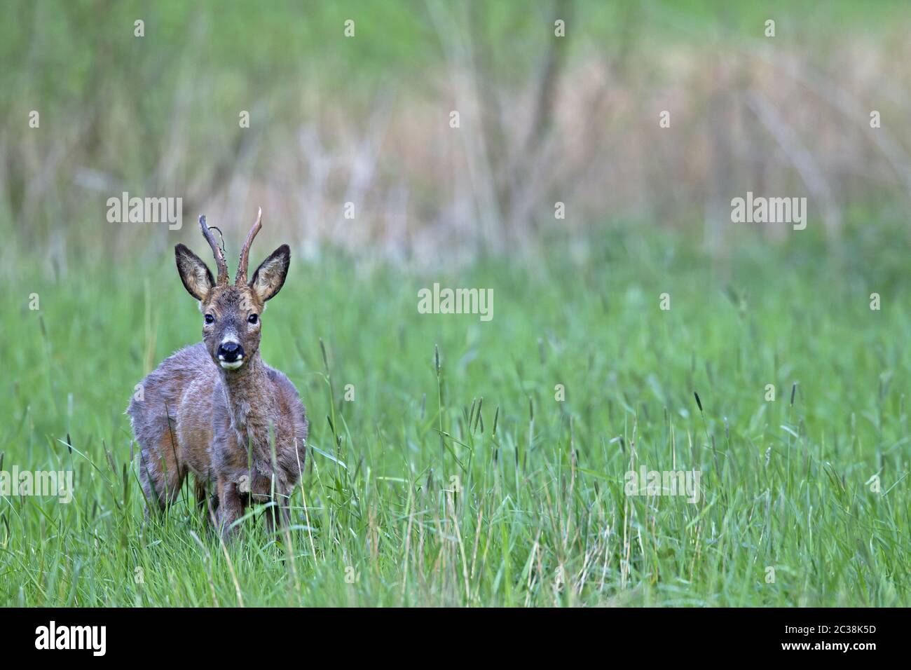 Roe Hirschbock in schlechtem medizinischen Zustand aufmerksam suchen Stockfoto