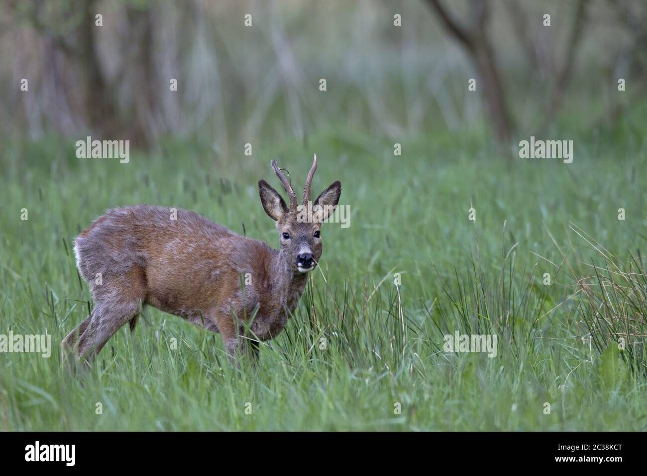 Roe Hirschbock in schlechtem medizinischen Zustand aufmerksam suchen Stockfoto