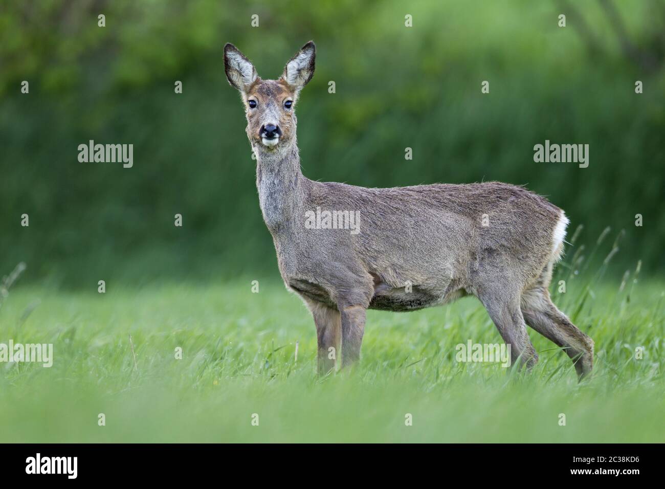 Reh Hirsch beim Wechsel des Mantels auf einer Waldwiese Stockfoto