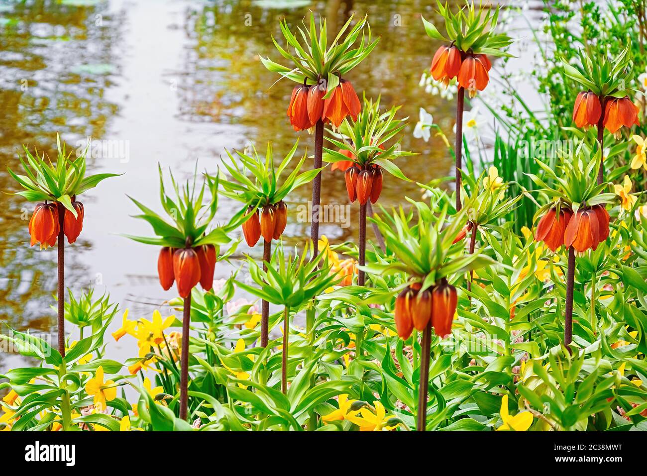 Blumen am Ufer des Kanals Stockfoto